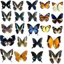 20pcs（Butterfly species with no duplicates）​natural Real Butterflies Specimen