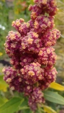 500 CHENOPODIUM QUINOA Seeds (Quinoa) | NON-GMO | Free shipping | Plant seeds