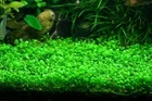 (Pearl Weed) Hemianthus Micranthemoides
