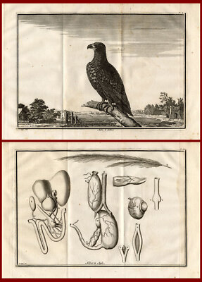 2 antike Drucke - ADLER - AIGLE - ANATOMIE - Perrault - Duflos - 1758