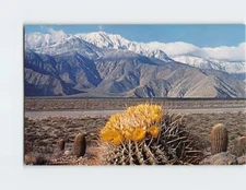 Postcard A Springtime Contrast on the Desert
