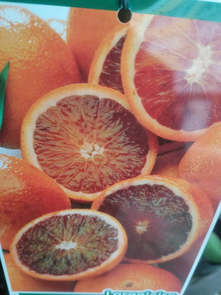 Árbol NARANJA SANGUÍNEA. Árbol de 2 años. En maceta plástica. 140 cm alt + ABONO - Imagen 2 de 4