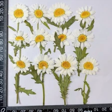 12PCS Real Pressed Dry Daisy with leaves stem for art Craft FHT12