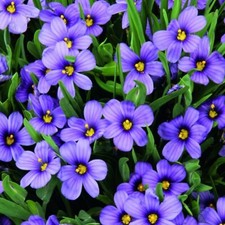Sisyrinchium Plug Plants Garden Mauve Flower Perennial Blue-Eyed Grass Pack of 3