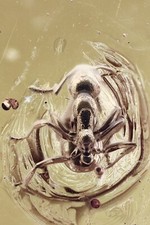 DOLICHODERUS Nice MRÓWKA Skamielina Włączenie Oryginalny bursztyn bałtycki + zdjęcie siedziby 250525