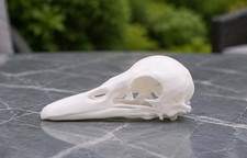 Life-Size Duck Skull Replica - Anatomical Model