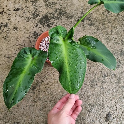 Philodendro Rugosum Aberrant Form | eBay