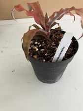 CRYPTANTHUS STRAWBERRIES FLAMBE EARTH STAR BROMELIAD HOUSEPLANT