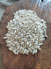 20 Graines Haricots Ram 2023 Bio