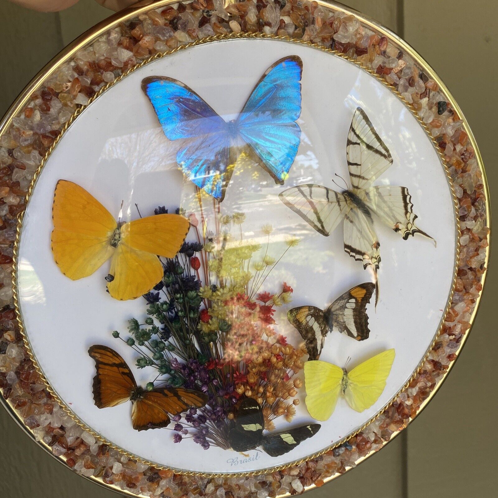 Watercolor Vintage Butterfly Variety Butterflies Plates -  Israel