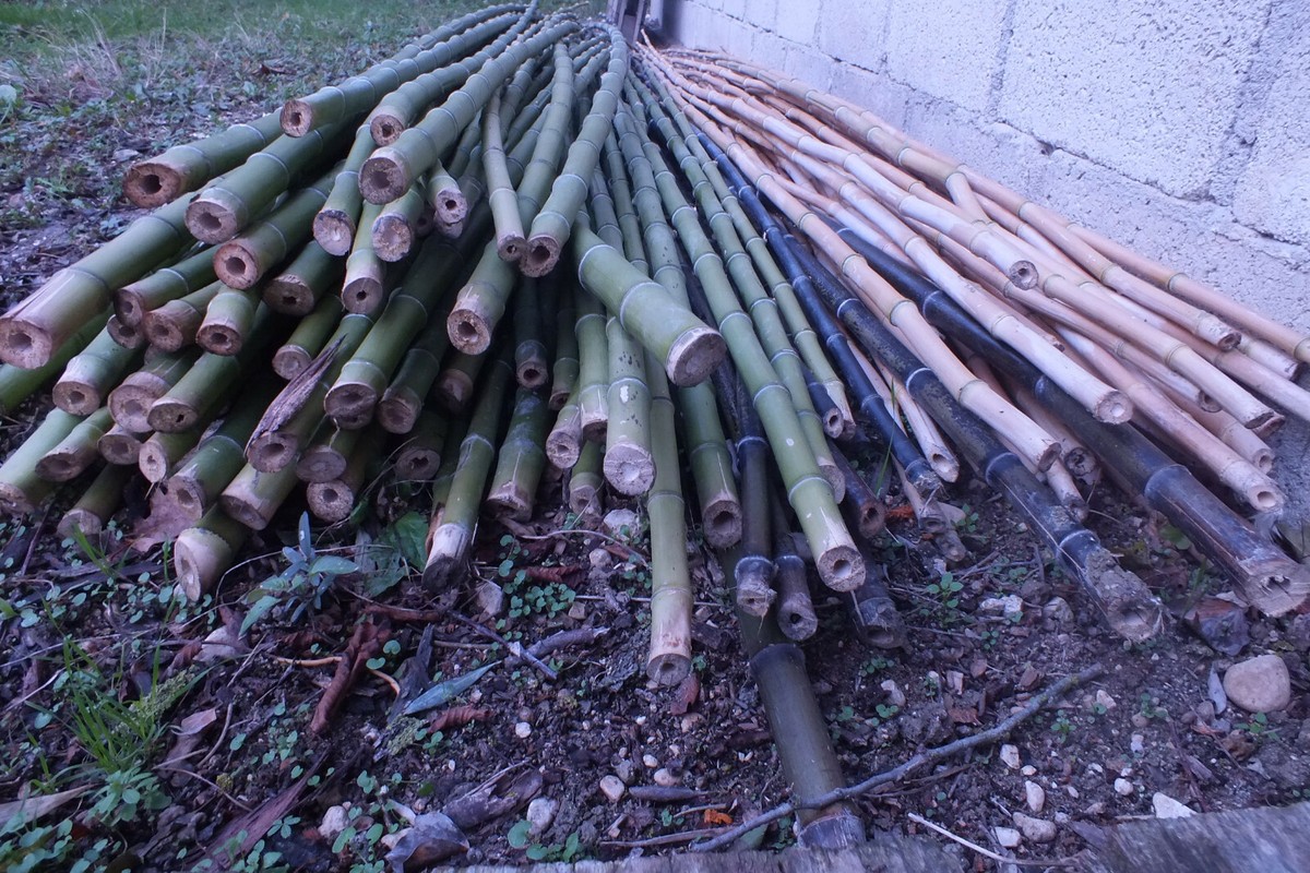CANNE DI BAMBOO - Bambù - Giardino e Fai da te In vendita a Bergamo