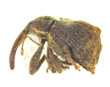 Apple Weevil: Anthonomus quadrigibbus (Curcul...