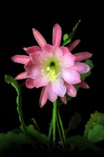 Epiphyllum Epicactushybride, Blattcactus Steckling 'Lovely Melody'