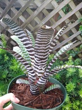Aechmea CHANTINII EBONY Bromeliad one tropical plant BIG 