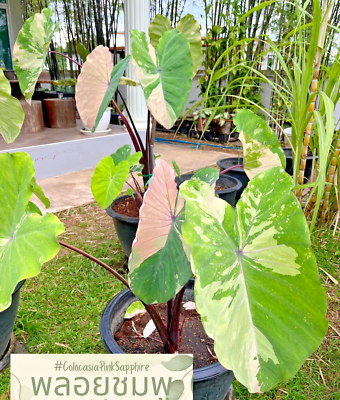 Colocasia New Hybrid 