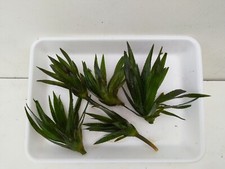 Krebsschere Stratiotes aloides Schwimmpflanzen Teich Winterhart 5 Stck 3,39/ Stc