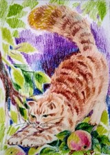 ACEO cat watercolor  by the author original 3,5
