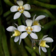 Rare Chiloschista usneoides scented leafless orchid flowering size