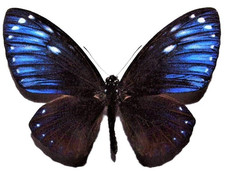 Papilio paradoxa paradoxa ( Chilasa ) Dazzling, Rare A1 Specimen, Unspread