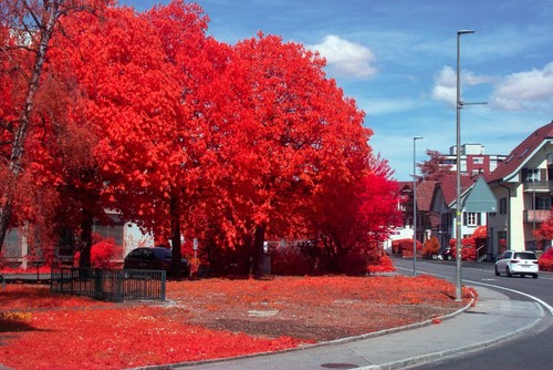 INFRARED Nikon D40x! RICH FALSE COLOR IR | CCD 10MP | Full spectrum IR DSLR - Picture 22 of 22