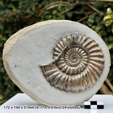 4 Inch Androgynoceras Fossil Ammonite Lower Lias Stonebarrow Cliff Charmouth