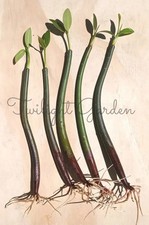 5 Mangroves Live Plant- Red Mangrove Seeds - Aquarium Saltwater Freshwater Tank