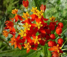 SANGRE FLOR ESCARLATA ALGODONCILLO Asclepias Curassavica - 1.100 semillas a granel