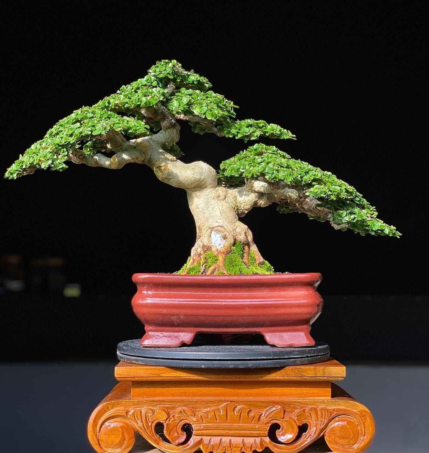 Actual plant Bonsai Premna macropilla bonsai tree best character