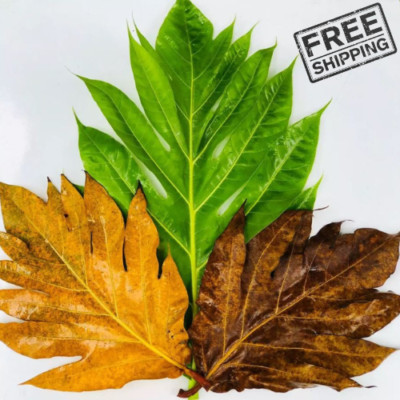 15+ Natural Quality Breadfruit Dried Leaves Artocarpus Ceylon Herbal Tea