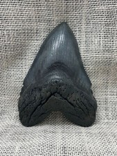 Ancient Megalodon Shark Tooth