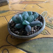 Seaglass Succulent + Signed Pottery upcycled Easy Care Plant Gift Bonaire