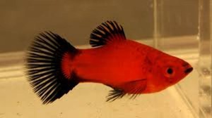 RED WAGTAIL PLATY - PEACEFUL - TROPICAL FISH eBay