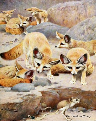 3057 Kuhnert 1916 - Fennec & Jerboa