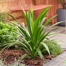 Cordyline Atlantic Green - Cabbage Plant |  Evergreen Outdoor Garden Shrub 9cm