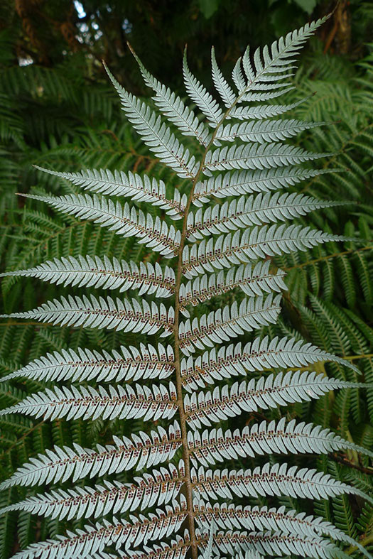 【Tree fern】 Tree-Fern.jpg