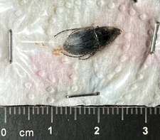 Coleoptera Carabidae, Calathus fuscipes - Italy, Tuscany (CB/139)