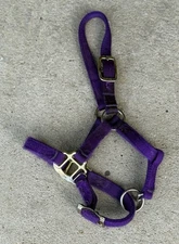 Hamilton Purple nylon foal/mini pony halter brass hardware adjustable chin.
