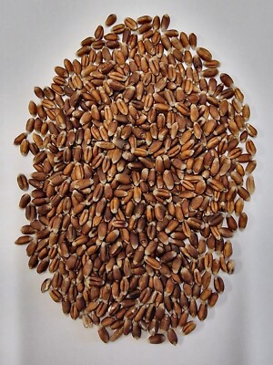 Bio Purpurweizen, Rotkornweizen, direkt vom Mühlenbauer und Landwirt