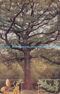 R180070 Die Eiche. Quercus Robur
