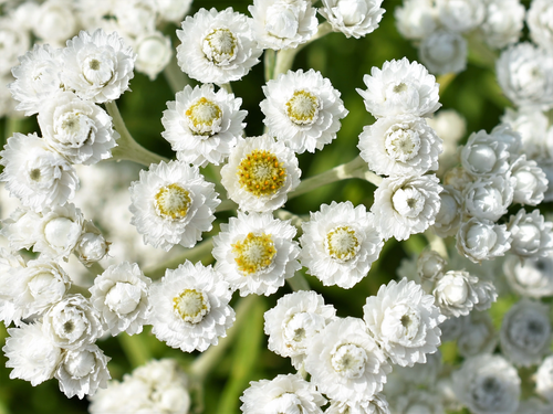 100 FRÜHE EWIGE Anaphalis margaritacea duftende Schmetterling Blumensamen - Bild 5 von 11