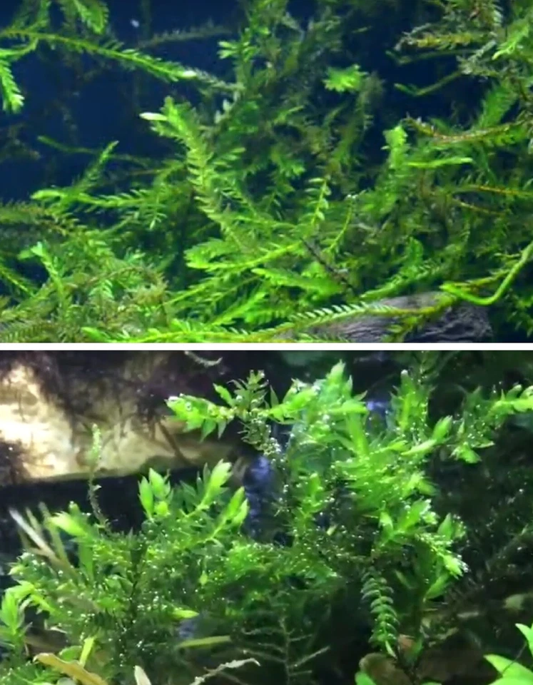 MARKENLOS Quellmoos Schwimmpflanzen für den Teich Bachlauf Deko Gartenteich Wasserpflanzen