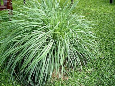 bamboo mini plant Golden Hawaiian Bamboo