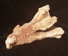 NATURAL SEA OCEAN CORAL PIECE, Branch Type approximately 5.5"