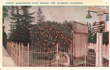 Parent Washington Naval Orange Tree - Riverside California Postcard