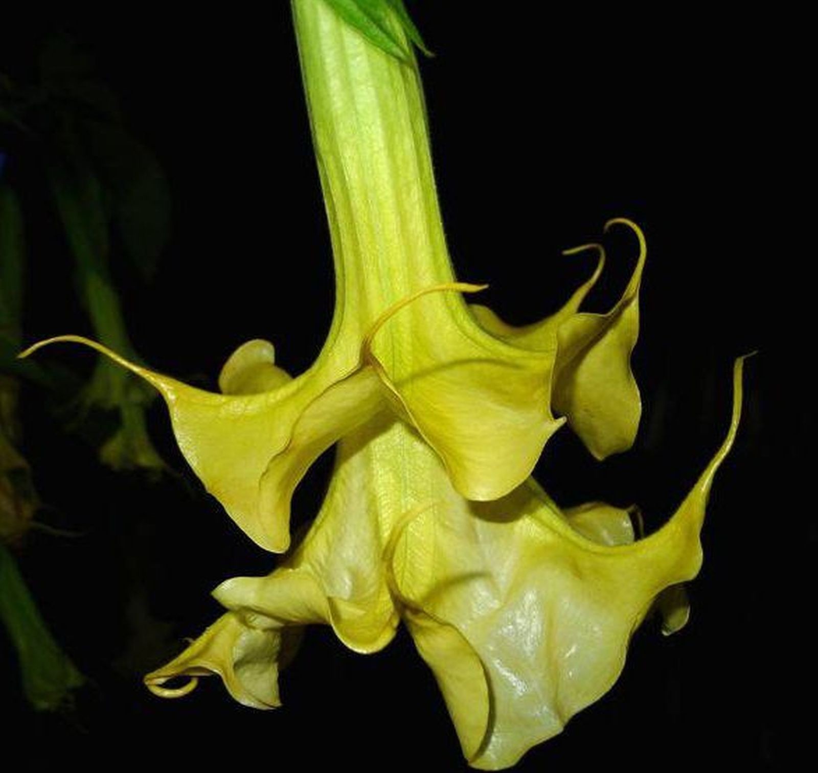 Brugmansia Full Lemon Magic Double pour un ombrage parfumé au jardin
