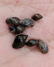 30 Bladder Snails- Live