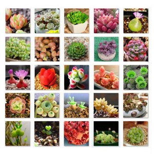 eb stone organics cactus and succulent