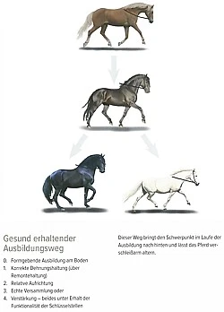 Ruzicka: Trageerschöpfung beim Pferd Wege zu einem tragfähigen Pferderücken Buch - Bild 3 von 3