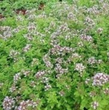 L'ORIGAN,Origanum vulgare,Graines de origan,produits de mon jardin,plante Bio