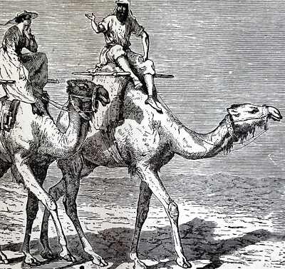 Col Baker Camel Travel Berber 1890 Engraving Victorian Stanley In Africa DWAA2D